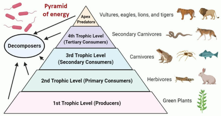 Energy Pyramid: Understanding the Flow