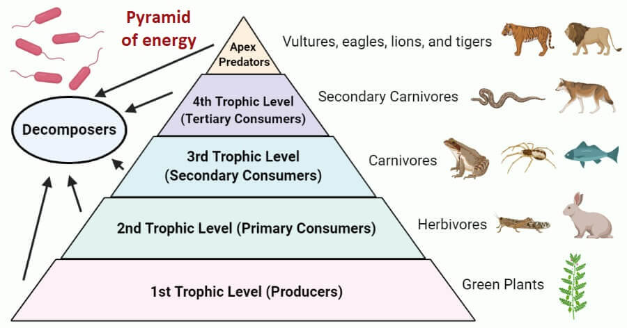 Energy Pyramid: Understanding the Flow